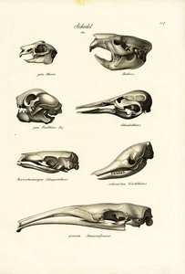 Dyrehodeskaller, 1824